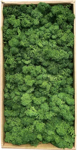 Musgo artificial preservado de 1.1 libras para plantas en maceta, musgo verde fresco natural para manualidades, musgo artificial, orquídea floral,