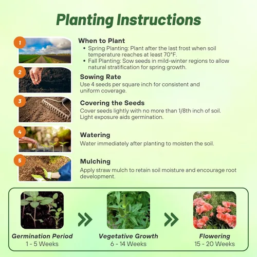 Miniatura 4 de Outsidepride 5000 semillas anuales Godetia Orange Glory Flower Seeds para plantar Naranja