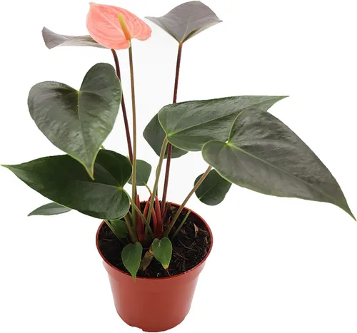 Miniatura 3 de Anthurium rosa - 4" de California Tropicals