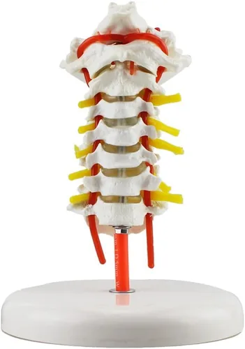 Miniatura 2 de Vértebra cervical Arteria Columna Espinal Nervios Espinales Modelo Anatómico Anatomía Nuevo