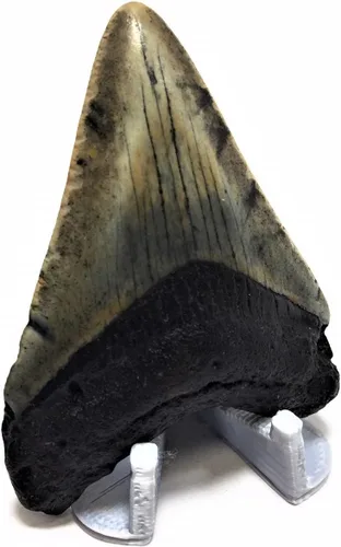 Miniatura 2 de Soporte de exhibición de dientes de tiburón megalodon impreso en 3D, 1-1/2 de alto con una base de 1-3/8 pulgadas de ancho x 1-1/2 de profundidad
