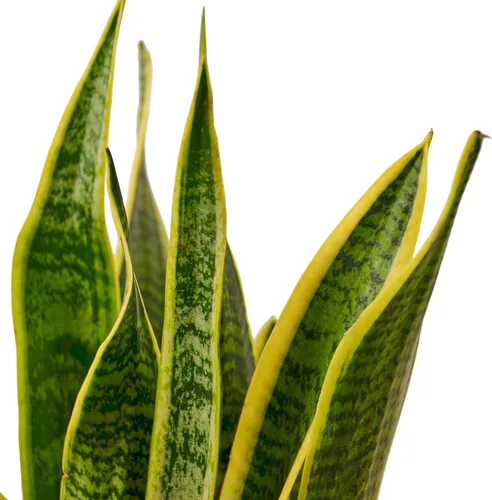 Miniatura 2 de Planta de serpiente Laurentii Sansevieria Trifasciata Planta viva para interior Diferentes plantas de interior en maceta de 4 y 6 pulgadas