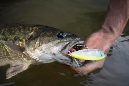 Miniatura 13 de Berkley - Señuelo de pesca Choppo para superficie del agua, de 4.72 in, hélice mejorada para máxima perturbación de la superficie, equipado