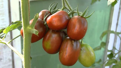 Miniatura 4 de Semillas Verduras Tomate Negro De Barao - 40 Semillas