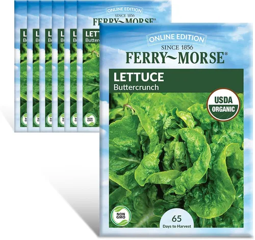 Miniatura 12 de Ferry-Morse Online Edition Tomato Supersweet 100 semillas híbridas – Alta tasa de germinación, sin OGM – Paquete de 8 Tomato Supersweet 100 Hybrid