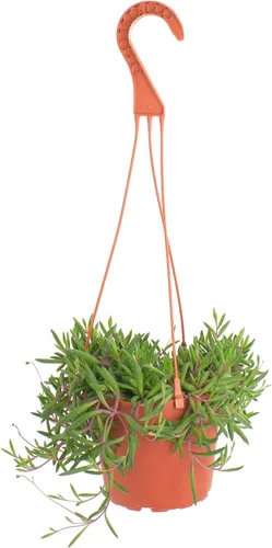 Tienda de Suculentas Collar de Rubí Colgante, Othonna Capensis, Planta Suculenta Viva de 15 cm / 6" Totalmente Enraizada con Colgante, Planta de