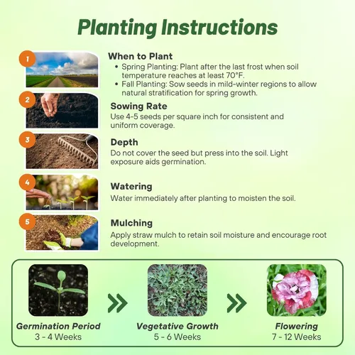 Miniatura 4 de Outsidepride Pandora Semillas de amapola para plantar, 500 piezas anuales, tolerantes a la sequía y fáciles de cultivar semillas de flores