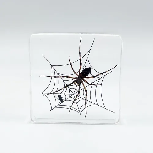 Miniatura 11 de Muestras de pulpo reales en manualidades de pisapapeles de resina, colección de taxidermia de animales para educación científica y adorno