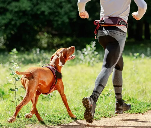 Miniatura 5 de Rogz Arnés deportivo para perros AirTech