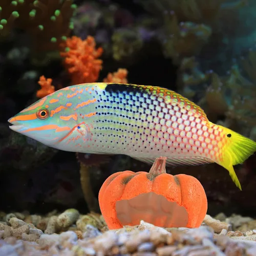 Miniatura 8 de Ipetboom Decoración de pecera de acuario Adornos de resina de dibujos animados Casa de refugio de calabaza Estatua de calabaza Estatua de cría Cueva