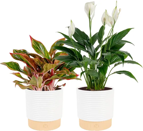 Miniatura 15 de Costa Farms Peace Lily - Planta viva en maceta decorativa, planta de interior purificadora de aire, perfecta para decoración del hogar, habitación u