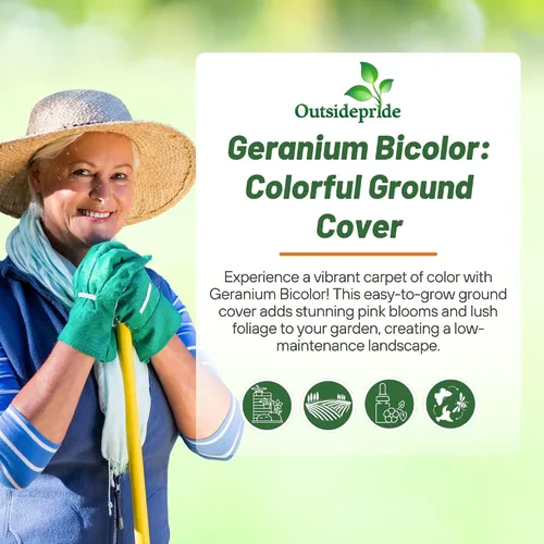 Miniatura 5 de Outsidepride Semillas de geranio bicolor rosa para plantar, 25 piezas anuales, tolerantes al calor y la sequía semillas de flores con follaje verde
