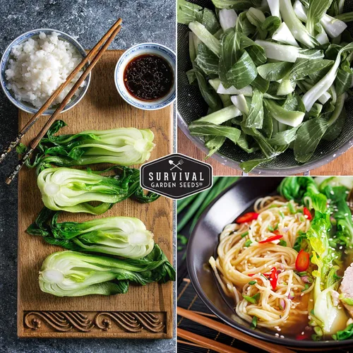 Miniatura 5 de Survival Garden Seeds - Semillas Pak Choi o Bok Choy de tallo blanco de cantón para plantar - 2 paquetes con instrucciones para cultivar Brassica