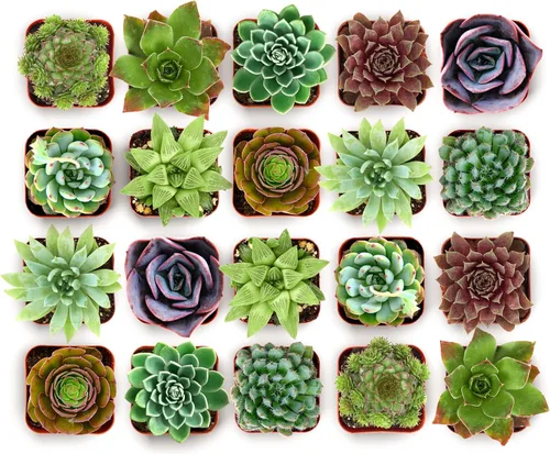 Miniatura 6 de Shop Succulents Echeveria y Rosette, paquete de suculentas vivas variadas - Plantas en maceta de 2 pulgadas totalmente enraizadas para regalos