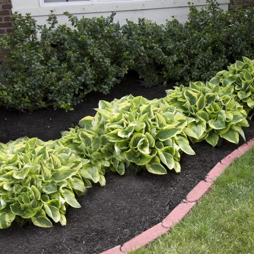 Miniatura 3 de Paquete de 6 plantas mixtas de raíces desnudas Hosta en forma de corazón, follaje verde rico, bajo mantenimiento para tu hogar y jardín, enviadas