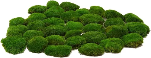 Cojín Almohada Bollo de Musgo de Poste Preservado Verde Natural Decorativo Real Natural Kit de Bricolaje Arte de Jardinería Decoración de Pared