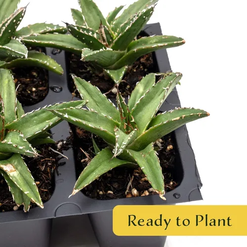 Miniatura 5 de 2 agave King Ferdinand en cubos de vivero de 2.5 pulgadas (Agave ferdinandi-Regis) Suculenta de hoja perenne para xeriscaping, jardines de rocas