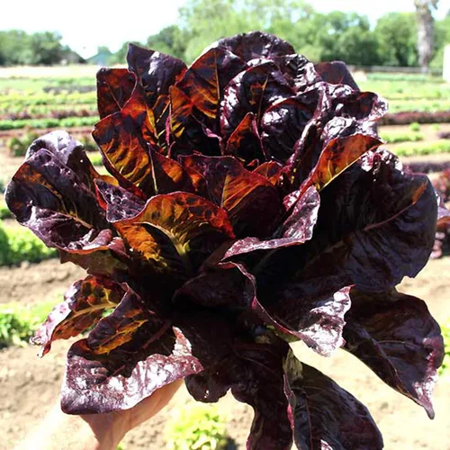 Lechuga romana roja – 1 onza ~ 25,000 semillas – Semillas de jardinería agrícola, de polinización abierta, sin OMG, semillas de jardinería agrícola