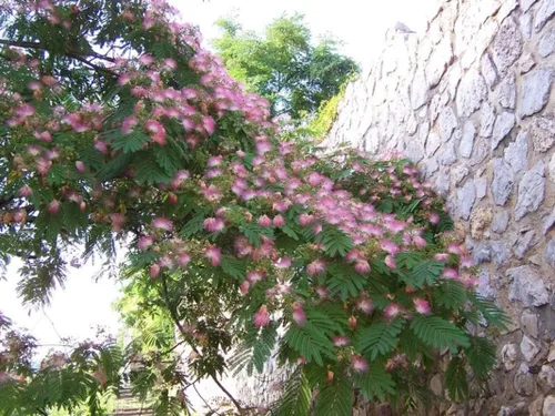 Miniatura 4 de 1-1000 piezas de semillas de árbol de mimosa de seda persa flor Albizia Julibrissin Siris 0175 (más de 25 semillas)