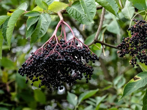 24 esquejes de saúco con rodamientos negros para crecer - Cultiva 24 arbustos de saúco - Valorado por su fruta saludable