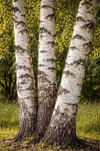 Miniatura 2 de Árbol de abedul de papel (Betula papyrifera) Árboles vivos Árbol icónico de paisaje de corteza blanca Árbol de sombra ornamental resistente al