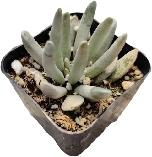 Miniatura 21 de Plantas de cactus suculentas vivas de USKC (maceta de 2 pulgadas) (Adromischus Maculatus)