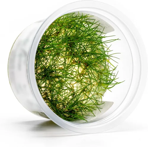 Miniatura 34 de Planta viva SubstrateSource - Hierba enana Eleocharis Belem cultivada en tejidos acuáticos para acuario - 100% libre de caracoles en copa in vitro