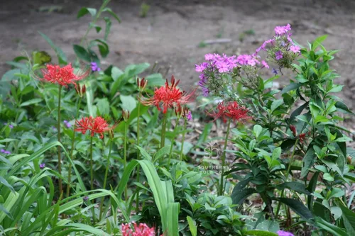 Miniatura 5 de The Southern Bulb Company - Bombillas de lirio rojo de araña roja (Lycoris Radiata), perenne que florece en otoño, perfecto para climas del sur