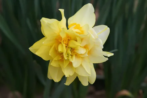 Mantequilla y huevos de narciso/10 bulbos de narciso frescos saludables que producen flores amarillas dobles tradicionales en marzo por The Southern