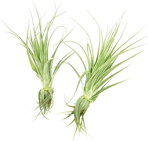 Miniatura 14 de ragnaroc Planta de Aire Viva – Tillandsia Capiput, Jumbo 6-9” - 2 unidades - Llegada Viva Garantizada - Plantas de Casa para Decoración del Hogar