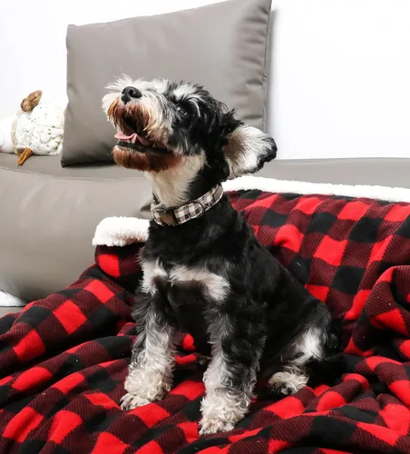 Miniatura 4 de Unique style paws - Collar para perro con hebilla de metal, regalo para perros pequeños, medianos y grandes, a cuadros marrones