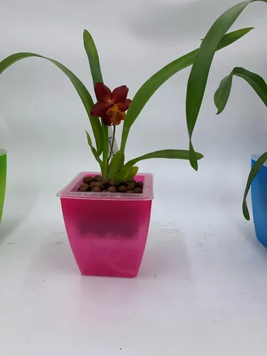 Miniatura 5 de Macetero de plástico para orquídeas, 3 macetas de orquídeas con agujeros, red de malla, macetas para decoración del hogar, 3 cestas interiores y 3