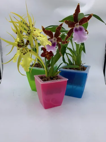 Miniatura 3 de Macetero de plástico para orquídeas, 3 macetas de orquídeas con agujeros, red de malla, macetas para decoración del hogar, 3 cestas interiores y 3