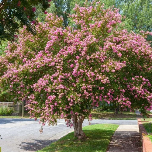 Miniatura 2 de Crape Myrtle Sioux 3 plantas vivas Flores de color rosa intenso vibrantes, planta viva, arbusto ornamental espectacular para impresionantes