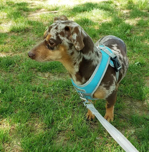 Miniatura 5 de Precision Snap N Go Sport - Arnés de malla resistente para perro, 7-70 libras, chaleco fácil de poner, ajustable de XS a XL, chaleco suave para Negro