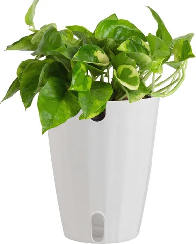 Miniatura 13 de Costa Farms – Planta de Pothos Albo Variegado viva en maceta auto-regante, purificadora de aire para interior, perfecta para decoración del hogar