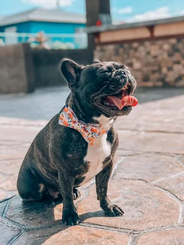 Miniatura 5 de Unique style paws - Collar para perros con lazo de corbatín, collares ajustables para perros y gatos pequeños, medianos y grandes