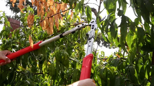 Miniatura 2 de Corona X Series Pro - Lopper de derivación de 2-1/4 pulgadas