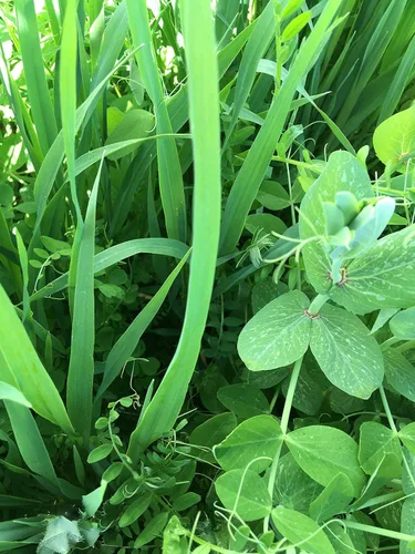 Miniatura 3 de Cubre la mezcla de semillas de cultivos de Eretz (25 libras). Elige el tamaño. Willamette Valley, cultivadas en Oregon, sin OMG, sin rellenos, sin