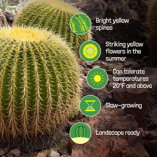 Miniatura 3 de Cactus Outlet- Planta de Cactus Barril Dorado - Plantas de Cactus Vivas - Plantas de Cactus Barril Vivas - 1 Galón - Plantas de Cactus Barril Listas