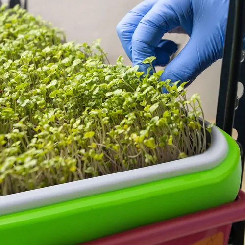Miniatura 6 de Paquete de 10 bandejas de germinación de semillas con orificios de drenaje, bandeja de germinación de semillas sin BPA, bandeja de vivero, sin