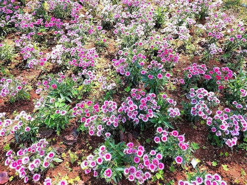 Miniatura 7 de 1000 Pinks chinos (rosa de China/rosa arcoíris) Dianthus Chinensis semillas de flores