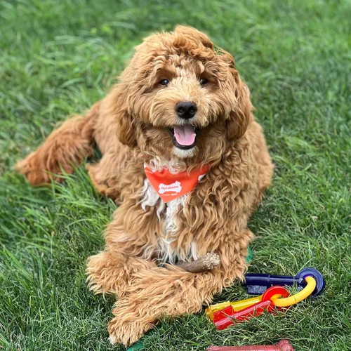 Miniatura 2 de Nylabone Sólo para cachorros pequeños chupete pequeño de hueso, jueguete para masticar para cachorros, M, Rojo, amarillo, azul