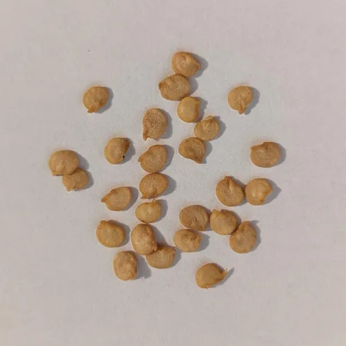 Miniatura 2 de PAPAW'S GARDEN SUPPLY LLC. Hatch Valley - Semillas de pimiento picante de jalapeño amarillo cultivadas en Hatch Valley, sin OMG, 1 paquete de 20