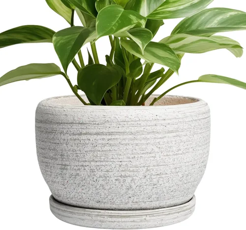 Miniatura 60 de SQOWL Macetas de cerámica – Maceta de 6 pulgadas con orificio de drenaje y bandeja, maceta redonda para plantas de interior, maceta decorativa
