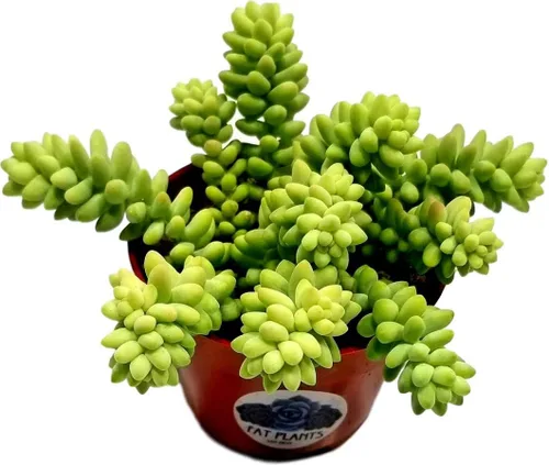 Suculentas vivas de 4 pulgadas Cola de Burro, plantas suculentas totalmente enraizadas, plantas suculentas colgantes y arrastradas, Sedum Burrito