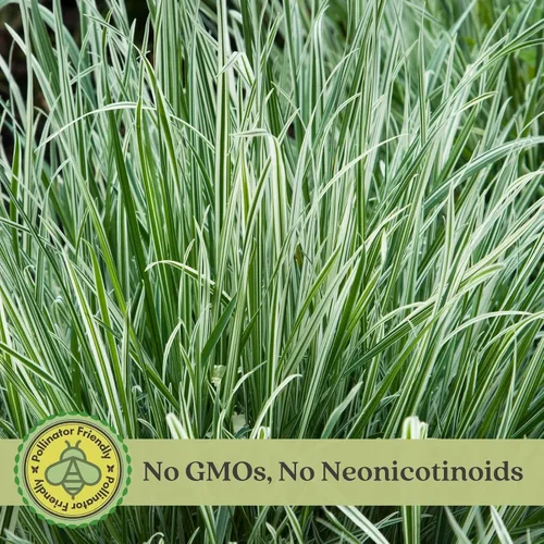 Miniatura 3 de Clovers Garden Festuca azul (Festuca Elijah Blue) - Dos (2) plantas vivas - Sin OMG - Sin semillas - Cada una de 4 a 8 pulgadas de alto - en macetas