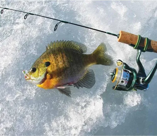 Miniatura 4 de Plantillas de pesca en hielo con brillo UV de tungsteno, paquete de 30 ninfas de hielo, caja de aparejos gratis, incluida 0.157 in 1.1 gm #10