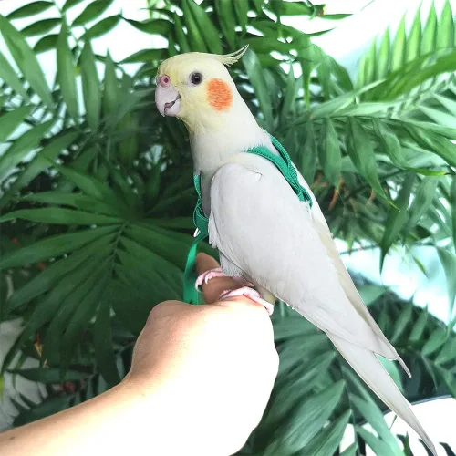 Miniatura 4 de ASOCEA Arnés ajustable para pájaros y correa para amazonas amarillas, cacatúas, loros de razas pequeñas a medianas, se adapta a pechos de pájaros