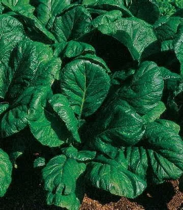 Park Seed Savanna Hybrid Mustard Green Seeds, paquete de 350 semillas